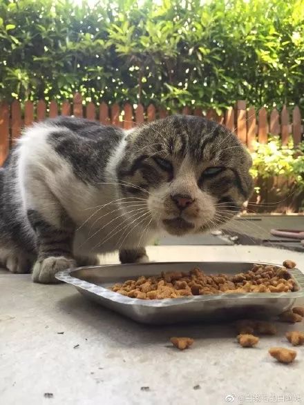“我寻思着一只猫能丑到哪去,直到…”