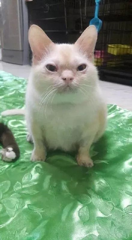 “我寻思着一只猫能丑到哪去,直到…”