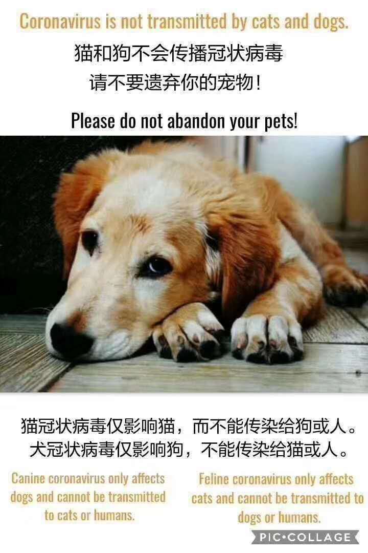 狗子出门回家,却被小主人一顿呵斥!“出门要得传染病......"