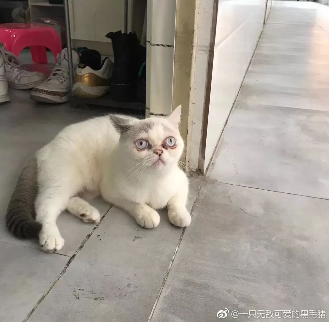 “我寻思着一只猫能丑到哪去,直到…”