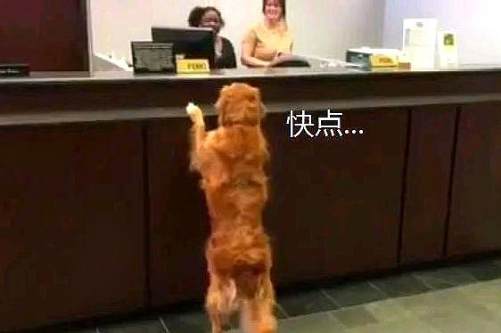 金毛跑到银行“讨饭”,不给就赖着不走,结果女子把午饭给它了