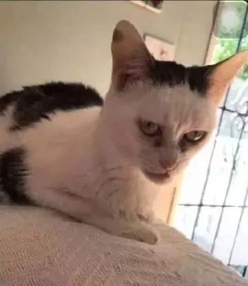 “我寻思着一只猫能丑到哪去,直到…”