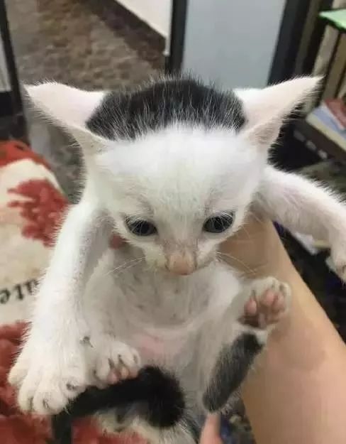 “我寻思着一只猫能丑到哪去,直到…”