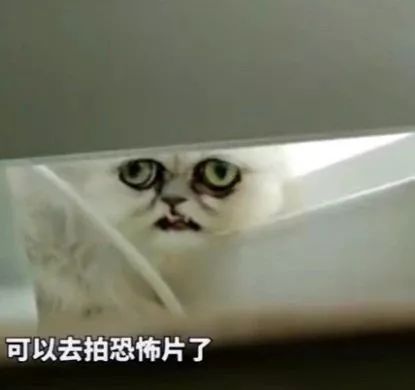 “我寻思着一只猫能丑到哪去,直到…”