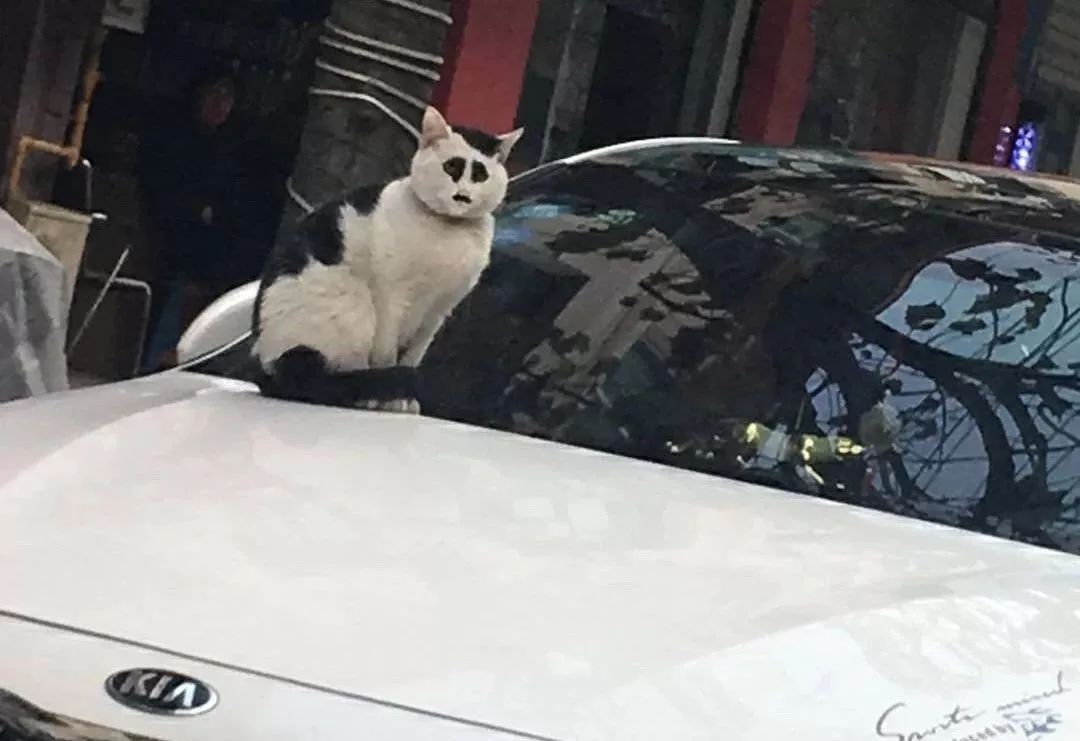 “我寻思着一只猫能丑到哪去,直到…”