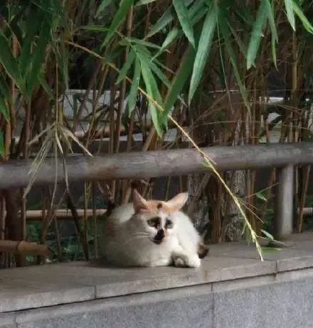 “我寻思着一只猫能丑到哪去,直到…”