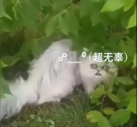 “我寻思着一只猫能丑到哪去,直到…”