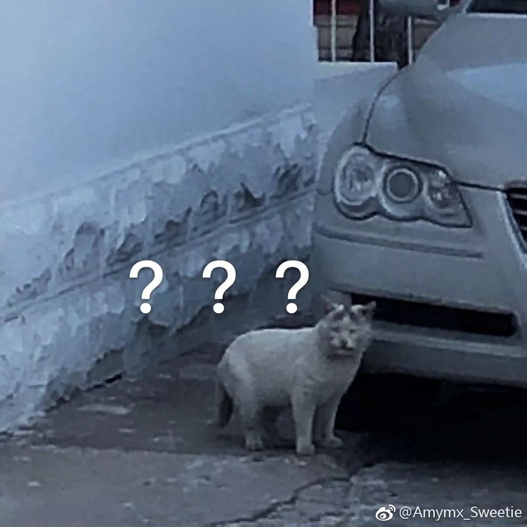 “我寻思着一只猫能丑到哪去,直到…”