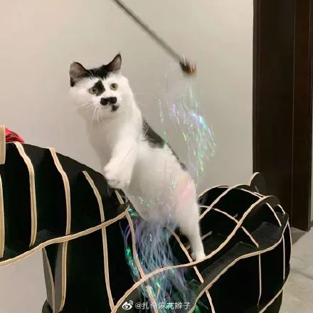 “我寻思着一只猫能丑到哪去,直到…”