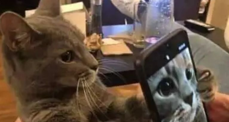 “我寻思着一只猫能丑到哪去,直到…”