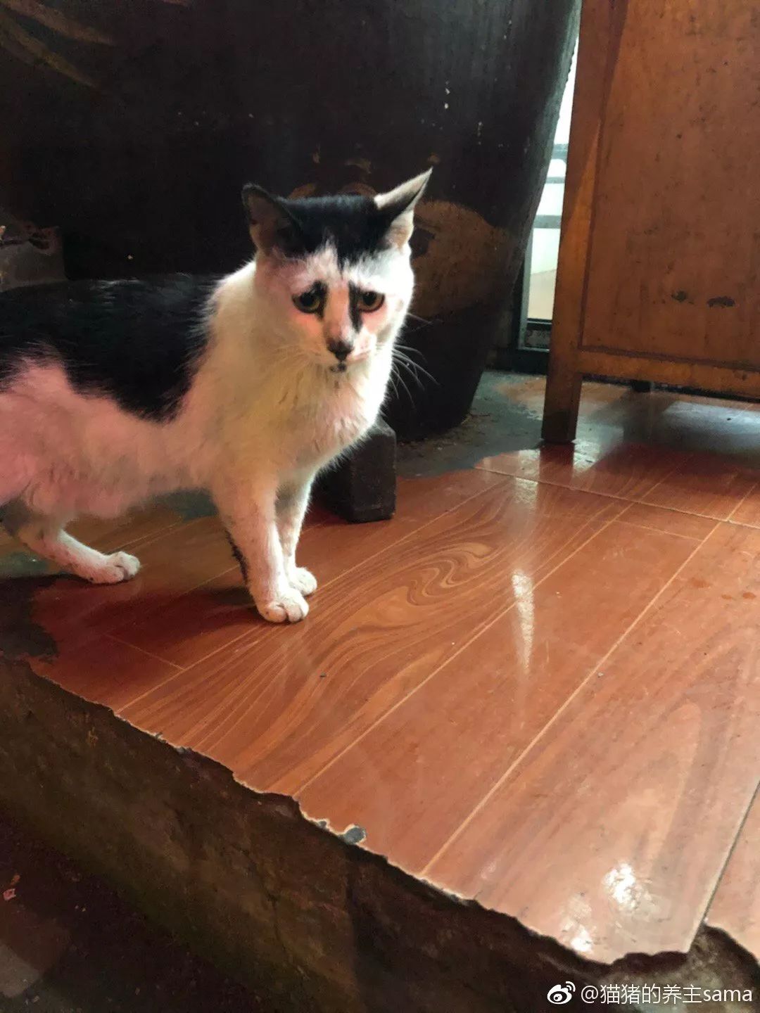 “我寻思着一只猫能丑到哪去,直到…”