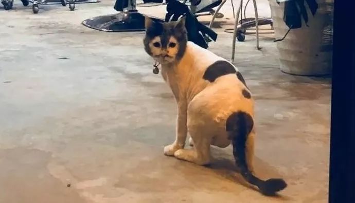 “我寻思着一只猫能丑到哪去,直到…”