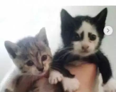 “我寻思着一只猫能丑到哪去,直到…”