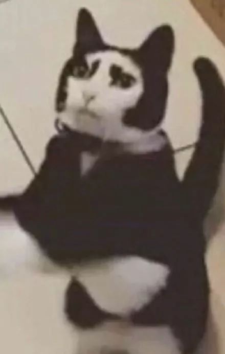 “我寻思着一只猫能丑到哪去,直到…”