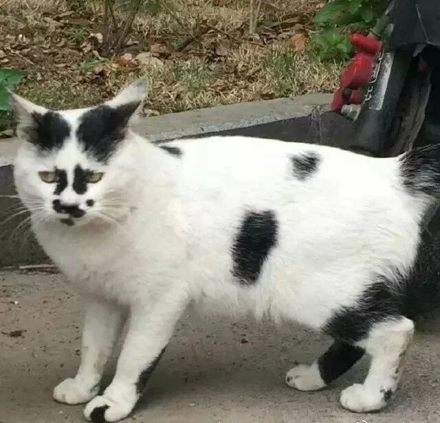 “我寻思着一只猫能丑到哪去,直到…”