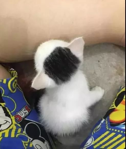 “我寻思着一只猫能丑到哪去,直到…”