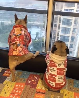 狗子出门回家,却被小主人一顿呵斥!“出门要得传染病......"
