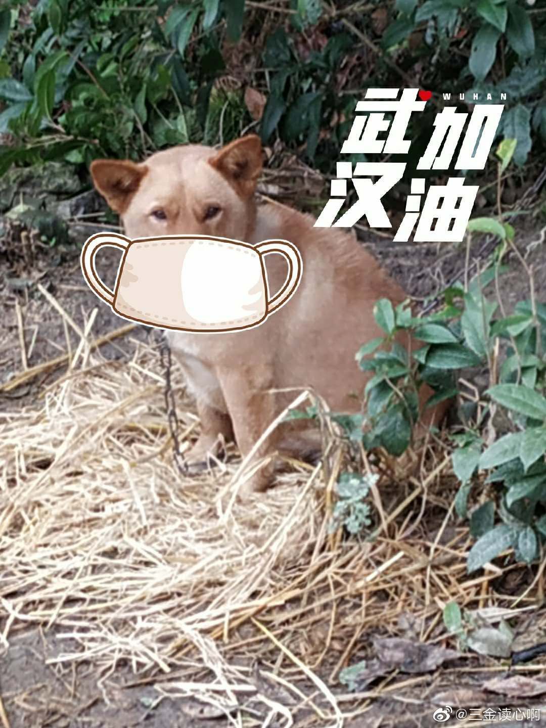 狗子出门回家,却被小主人一顿呵斥!“出门要得传染病......"