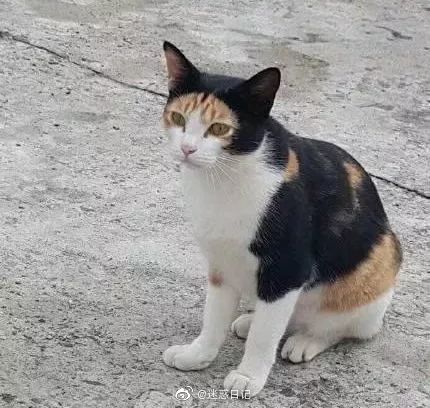 “我寻思着一只猫能丑到哪去,直到…”