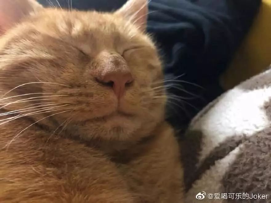 “我寻思着一只猫能丑到哪去,直到…”