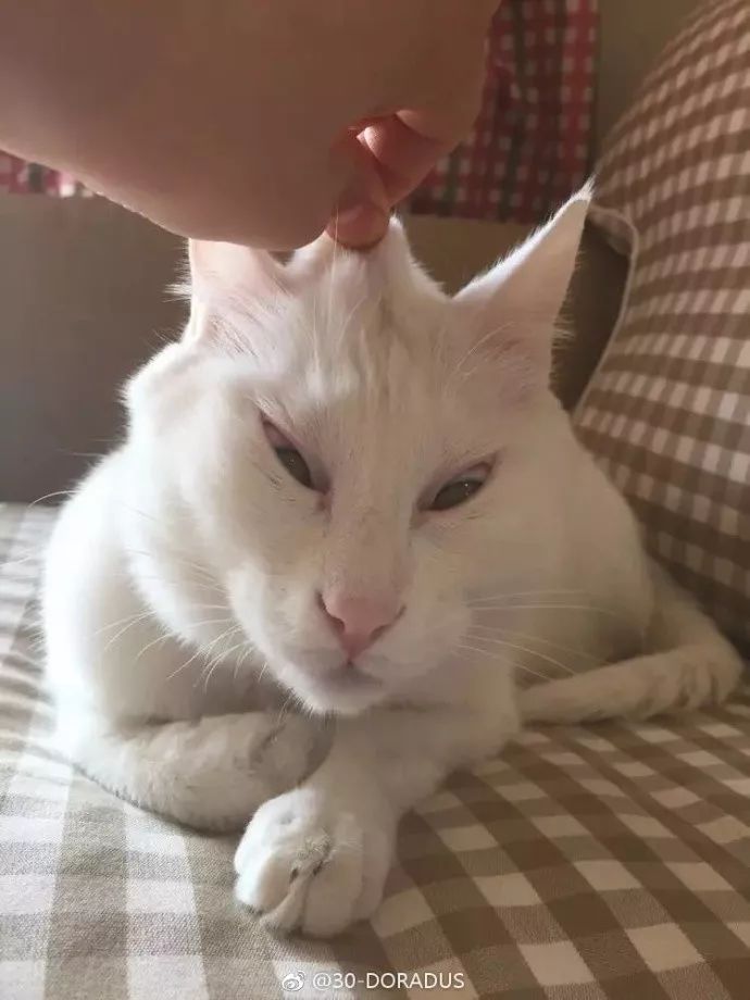 “我寻思着一只猫能丑到哪去,直到…”