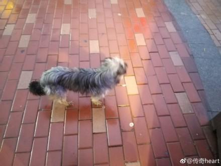 雨天流浪狗想要跟女孩回家,望着它那楚楚可怜的神情,她不忍心了