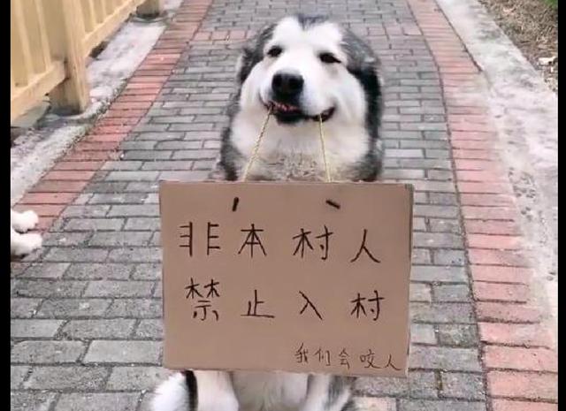 好多狗狗帮忙守村,其中一只哈士奇还叼着牌子:非本村人勿入内!