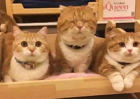 橘猫看到主人喂其他小猫,表情渐渐失控,张张都成表情包