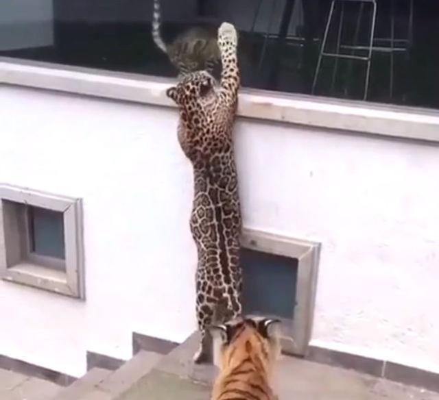 猫咪在闲逛时,遇到老虎与豹子,猫咪竟然淡定的和它们击了个掌