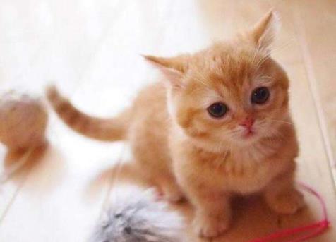 橘猫看到主人喂其他小猫,表情渐渐失控,张张都成表情包