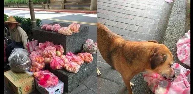 狗狗意外去世,卖菜老奶奶一时无法接受,还烧香希望它起死回生!