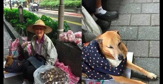 狗狗意外去世,卖菜老奶奶一时无法接受,还烧香希望它起死回生!