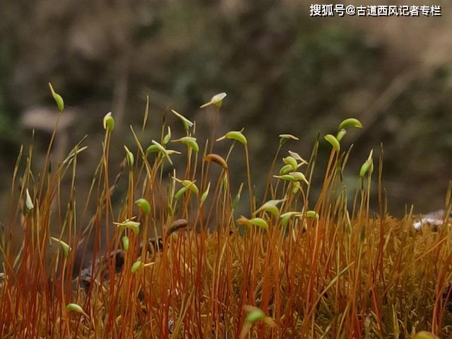 流年似水,总有一些错过的人,再也不见了