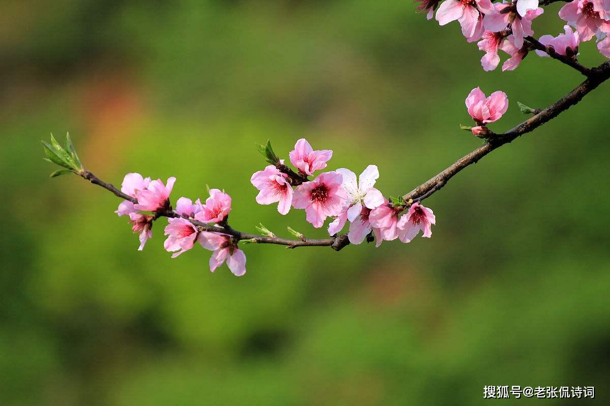 涨知识:一首不知名的唐诗,原来是成语“桃李满天下”的出处