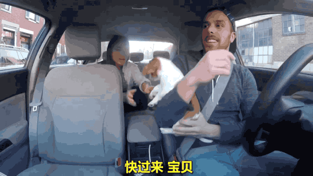 神奇!开车接客的小柯基治好了我的周一病