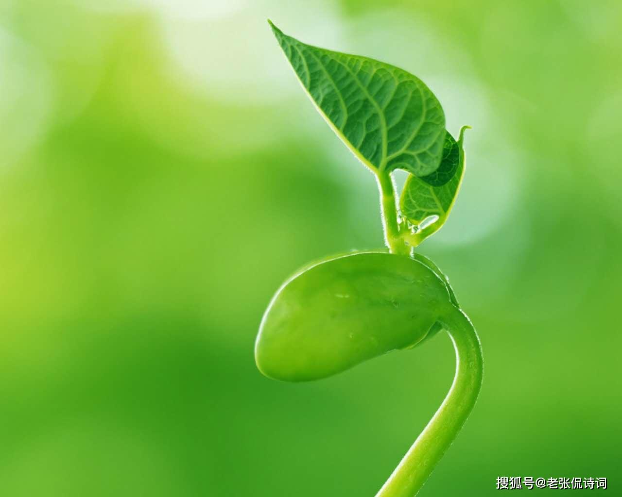 白居易一首不知名的唐诗,夸赞了春风最有魅力所在,角度很是新颖