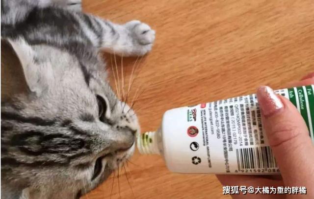 新手养猫都掉过的坑,这些东西猫咪根本不需要,你踩过这些坑吗?