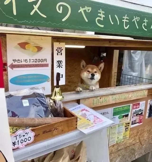 日本网红猫叔去世了,给我们带来欢乐的动物们,谢谢你们曾经来过