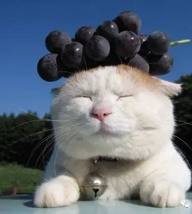 日本网红猫叔去世了,给我们带来欢乐的动物们,谢谢你们曾经来过