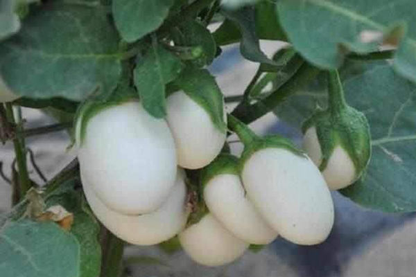 春天了,常吃此物,血管畅通无阻,精气神儿饱满,男女都可试试