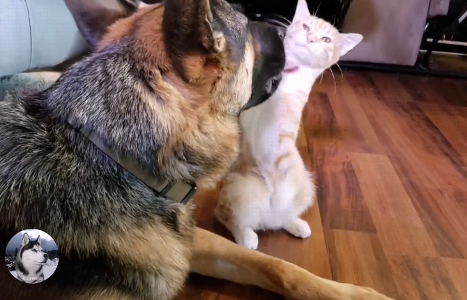 德牧救了只橘猫,一个月后成了它“媳妇”,主人:羡慕它们