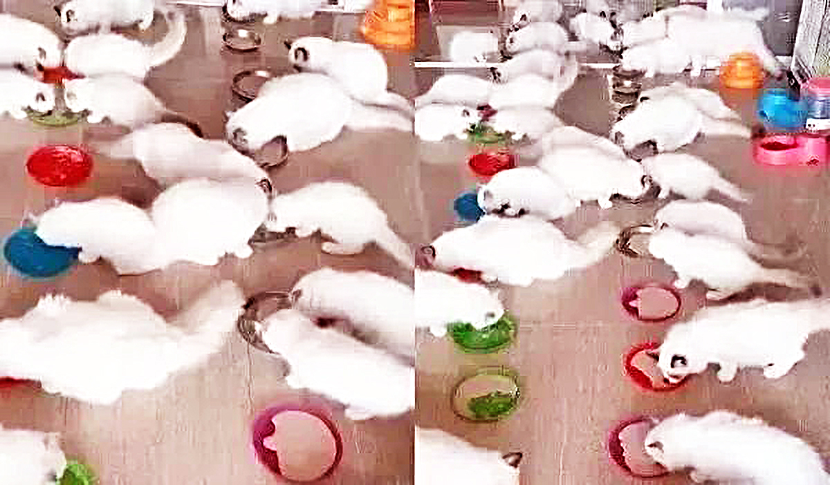 2只布偶猫意外怀孕,主人火冒三丈,但看到小猫后,瞬间笑开花