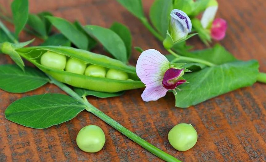 狗狗可以吃的10种最佳水果和蔬菜