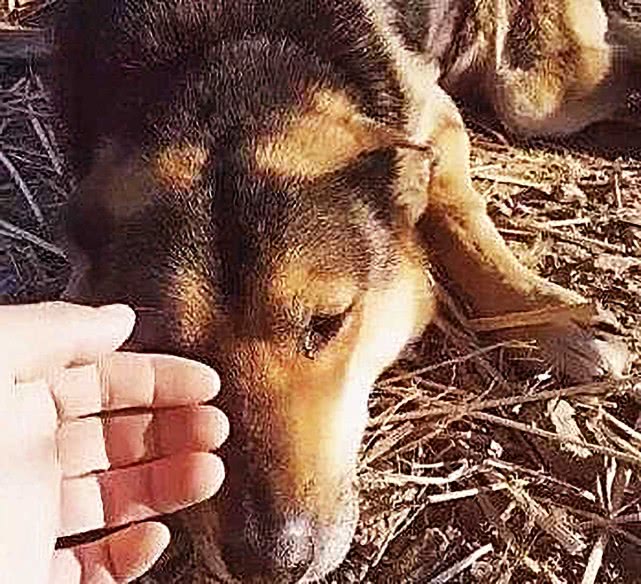 土狗被拴了10年,临终前才被放生,它的反应却令人愧疚不已