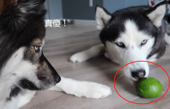 主人骗哈士奇吃柠檬,看到狗狗的表情后,结果铲屎官笑翻了