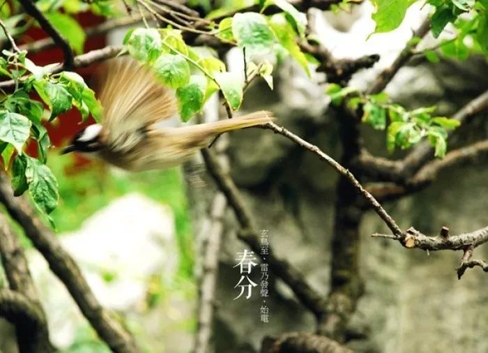 今日春分,春分至,万物生,正是一年好时光!