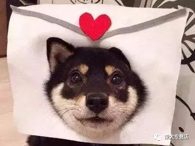柴犬性格大分析,柴犬真的是你想象中的完美小可爱吗??