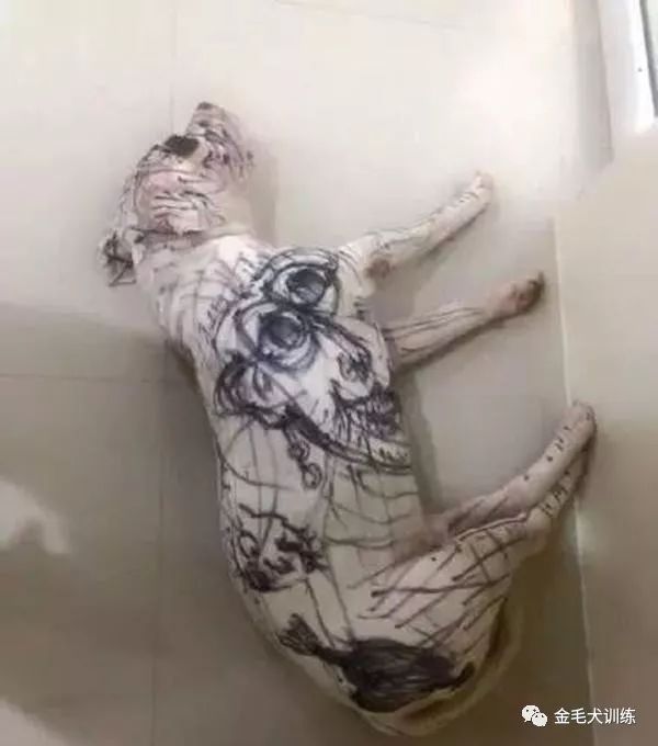 主人出门把孩子和狗狗留在家里,回来后主人懵了