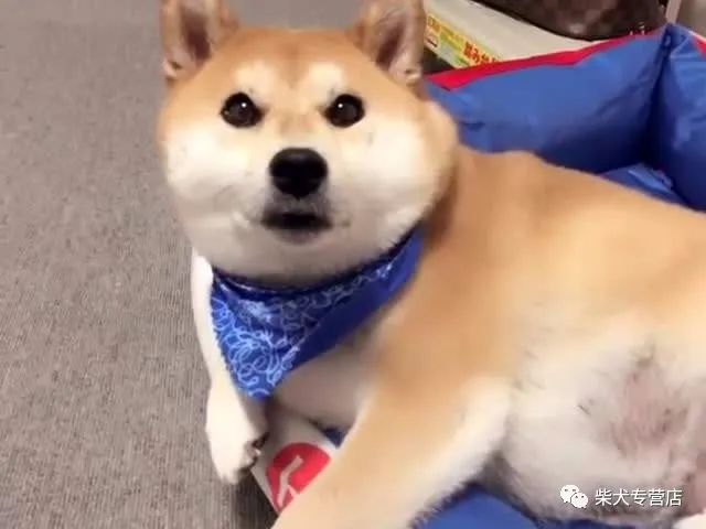 柴犬性格大分析,柴犬真的是你想象中的完美小可爱吗??