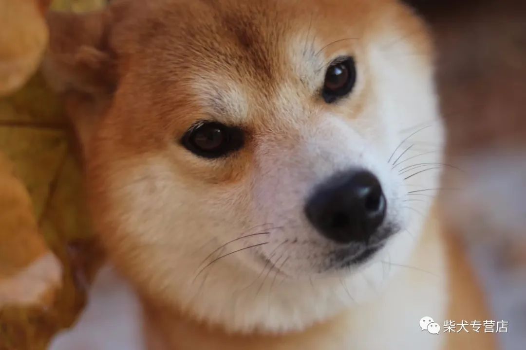 柴犬性格大分析,柴犬真的是你想象中的完美小可爱吗??